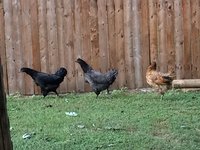 IMG_1370.JPG