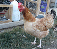 Wheaten Pullet 4 1-12-2014.jpg