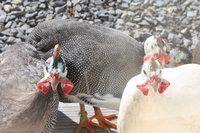 IMG_8599.JPG