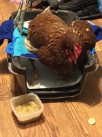 chickensling.jpg