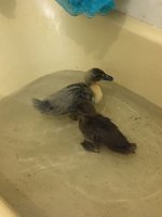 9C7D9422-B301-4B3B-8AC6-B19C72A1782E.jpeg