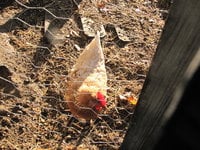 IMG_1345.JPG