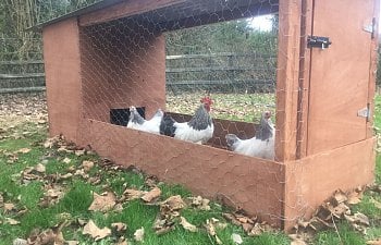 New coops and pictures of the chickens in them!