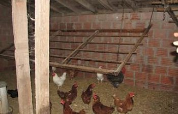 Kansas Chicken Coop