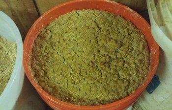 NO STRAIN Hot water EASY Fermented Feed Method w/video