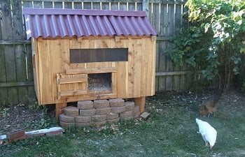 My Chickens And New Coop
