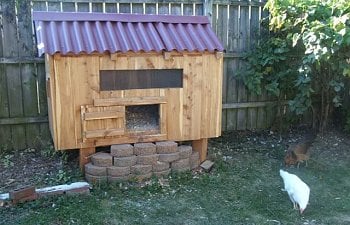 My Chickens And New Coop