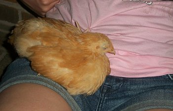 My Little Red Coop Its Tenants