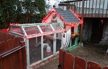 Christmas Coop Lights