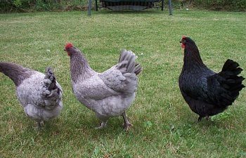 Meet the Girls of "A French Hen's" Coop!