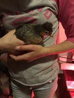IMG_0556.jpeg