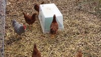 chicken-grass-1.jpg