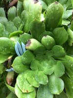 IMG_0976.JPG