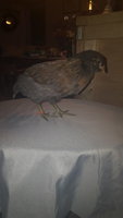 20171030_190700.jpg