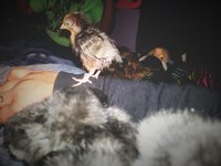 20171028_154841_mix01.jpg