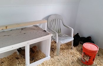 coopwithchair.jpg