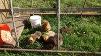 Silkie in the tractor 002.jpg