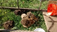 Silkie in the tractor 004.jpg