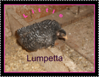 Little Lumpetta - Edited.png