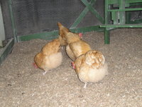 DSC04118.JPG