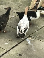 32D7D2B7-83AB-48D4-A03D-57032CF4EAC3.jpeg