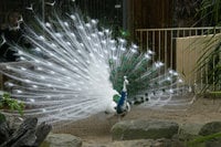 pied peacock 1.jpg