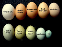 Eggses.JPG
