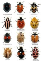 bugs that look like lady bugs.jpg