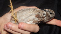 DSCF4982.JPG