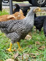 20171104_131009.jpg