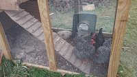 chickens inside pen.jpg