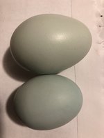 B13D1072-3002-4662-B789-D6A3E8181E40.jpeg
