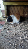 IMG-20171030-WA0007.jpeg