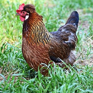 Altsteirer "Styrian Hen"