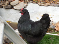 DSCN1061.JPG