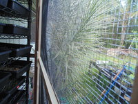 Rat frame (3).JPG Rat frame (3).JPG