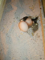 2 softshells w poop.JPG