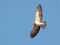 Swanison hawk.jpg