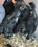 Silver 2 and 3.jpg