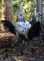 hmong rooster.jpg