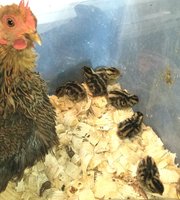 aaahenwithquail.jpg