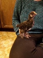 20170327_202015.jpg 20170327_202015.jpg