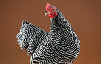 Plymouth Rock Chicken Breed- Everything you need to know.
