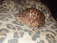 Sleepy.png