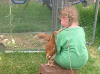 chickens 2.jpg