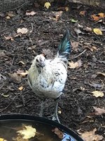 hmong-roo2.jpg