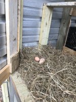 IMG_0455.jpeg
