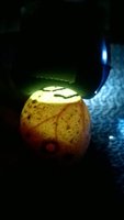 WP_20160207_033.jpg