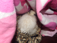 spoiled hen.png