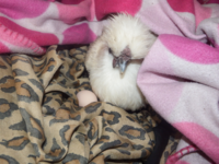 spoiled hen2.png